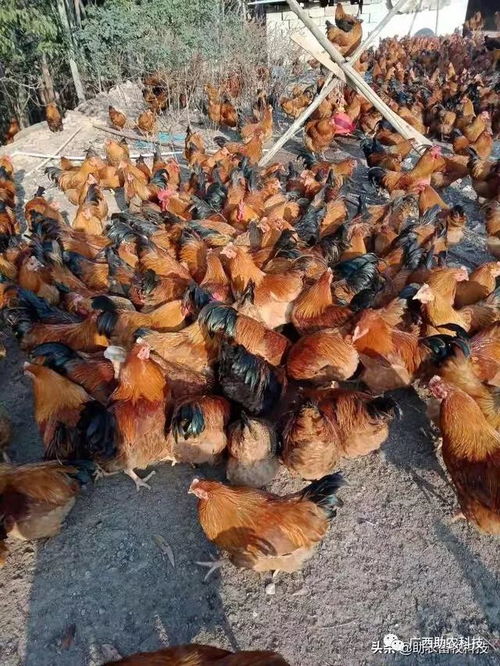 疫情下家禽養(yǎng)殖場(chǎng)飼料短缺與銷售受阻的應(yīng)急解決方案
