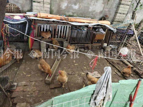 小區藏匿300多只雞？！城管街道聯合出擊還居民寧靜生活